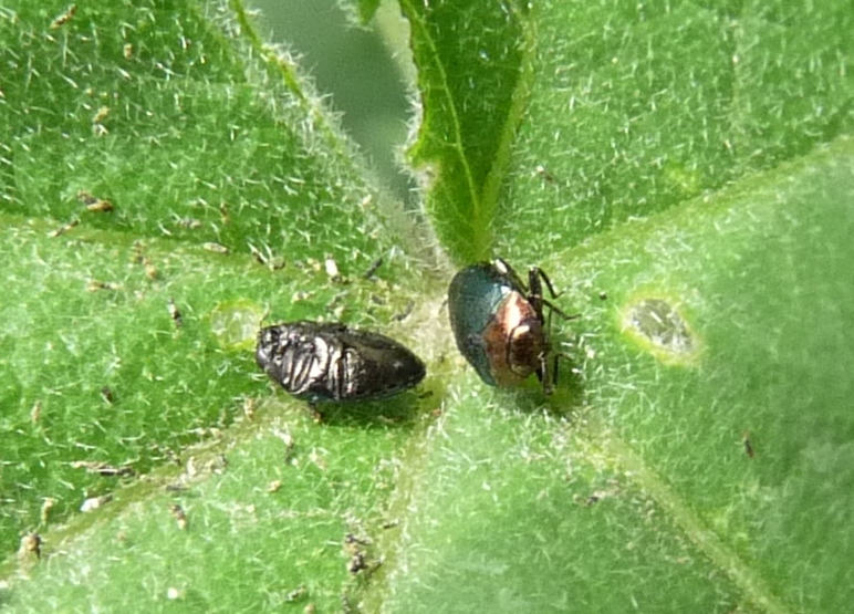 Altri coleotterini della malva: Buprestidae: cfr. Trachys coruscus